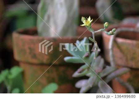 多肉植物　エケベリア セダム セネシオ・セルペンス(万宝) 136499680