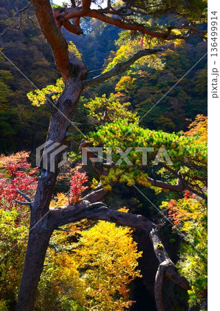 子守り松 秋の風景 ( 群馬県 長野原町) 子守り松 秋の風景 ( 群馬県 長野原町) 136499914