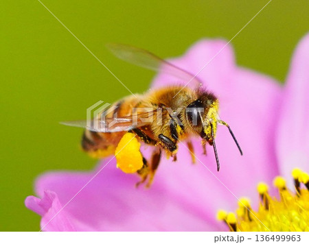 コスモス畑のなかを忙しく飛ぶみつばち 花から花へ花粉を集めるみつばち コスモス畑のなかを忙しく飛ぶみつばち 花から花へ花粉を集めるみつばち 136499963