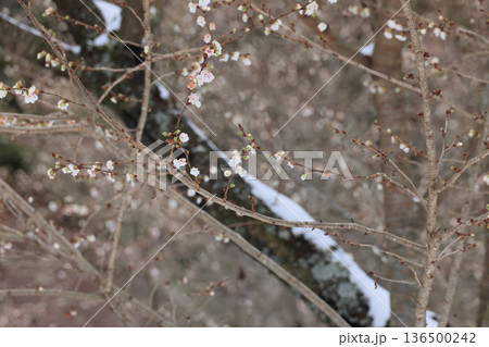 四国遍路の番外霊場。四国別格二十霊場第十五番札所「箸蔵寺」五大力尊と御影堂の間にある寒桜 四国遍路の番外霊場。四国別格二十霊場第十五番札所「箸蔵寺」五大力尊と御影堂の間にある寒桜 136500242