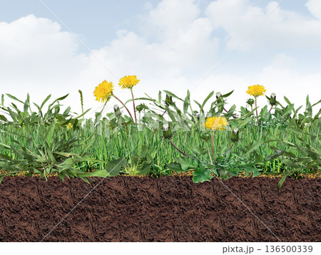 Unhealthy Lawn Full Of Weeds 136500339