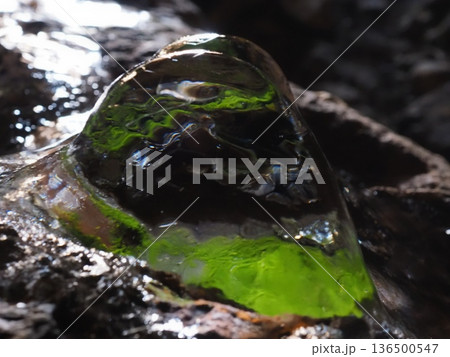 洞窟内で、苔の緑色を写す氷筍（20260204105308） 136500547