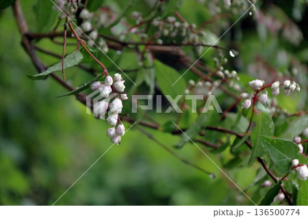 サラサウツギ八重咲きの更紗空木の花 136500774