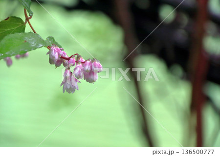 サラサウツギ八重咲きの更紗空木の花 136500777
