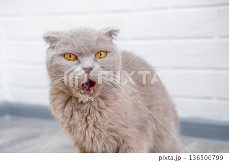 Cat sitting on the floor and looking Cat sitting on the floor and looking 136500799