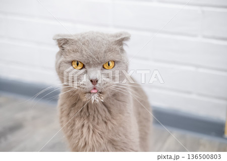 Cat sitting on the floor and looking Cat sitting on the floor and looking 136500803