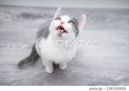 White kitten with spots sitting on the floor White kitten with spots sitting on the floor 136500889