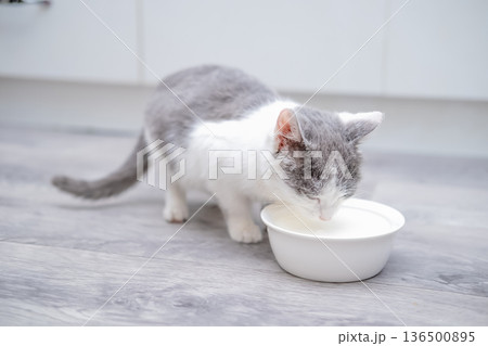 Kitten drinks cream from a cup 136500895
