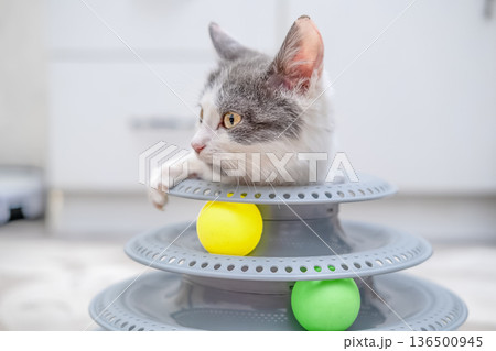 White kitten playing with a toy on the floor 136500945