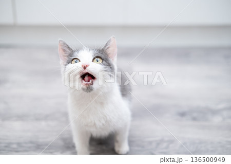 White kitten with spots sitting on the floor 136500949