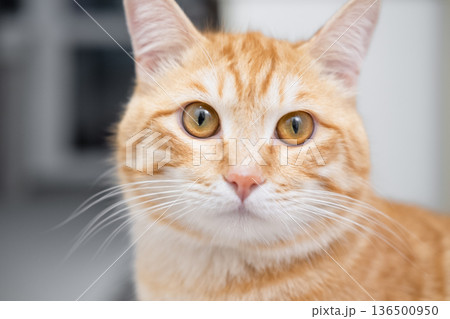 Cat sitting on the floor and looking 136500950