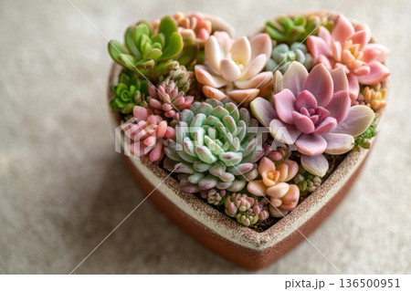 heart-shaped succulent arrangement top-down view, gardening theme for Valentine's Day heart-shaped succulent arrangement top-down view, gardening theme for Valentine's Day 136500951