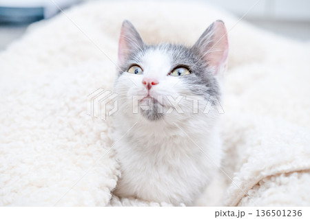 A white kitten with spots falls asleep on a blanket A white kitten with spots falls asleep on a blanket 136501236