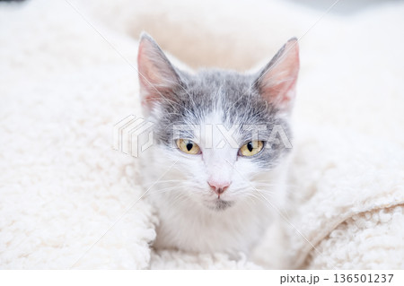 A white kitten with spots falls asleep on a blanket 136501237