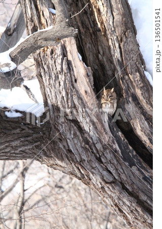 オオコノハズク 大木葉木菟 Otus semitorques 北海道野鳥 オオコノハズク 大木葉木菟 Otus semitorques 北海道野鳥 136501541