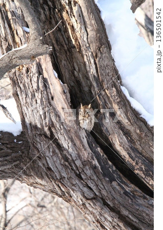 オオコノハズク　大木葉木菟　Otus semitorques　北海道野鳥 136501542