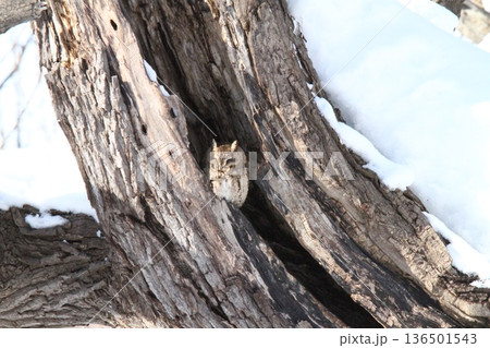 オオコノハズク 大木葉木菟 Otus semitorques 北海道野鳥 オオコノハズク 大木葉木菟 Otus semitorques 北海道野鳥 136501543