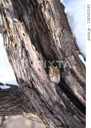 オオコノハズク 大木葉木菟 Otus semitorques 北海道野鳥 オオコノハズク 大木葉木菟 Otus semitorques 北海道野鳥 136501545