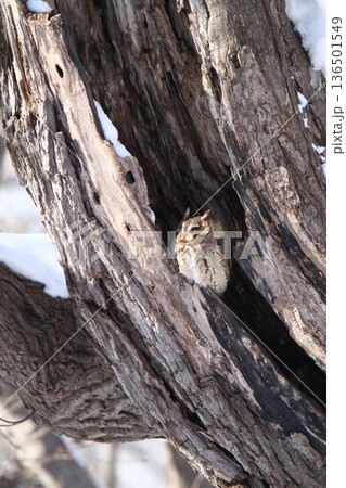 オオコノハズク　大木葉木菟　Otus semitorques　北海道野鳥 136501549