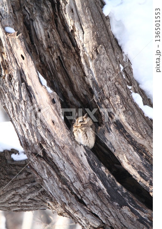 オオコノハズク 大木葉木菟 Otus semitorques 北海道野鳥 オオコノハズク 大木葉木菟 Otus semitorques 北海道野鳥 136501553