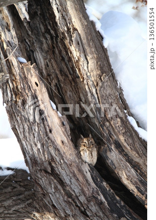 オオコノハズク 大木葉木菟 Otus semitorques 北海道野鳥 オオコノハズク 大木葉木菟 Otus semitorques 北海道野鳥 136501554