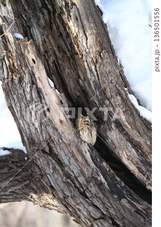 オオコノハズク 大木葉木菟 Otus semitorques 北海道野鳥 オオコノハズク 大木葉木菟 Otus semitorques 北海道野鳥 136501556