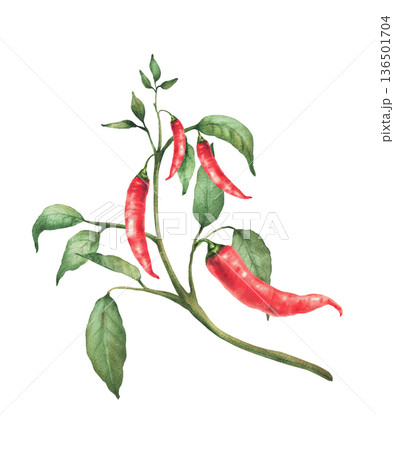 Hot Chili pepper plant. Watercolor painting of red pods and green leaves on the branch. Botanical realistic Cultivated vegetables illustration for gardening, Asian seasoning Isolated from background 136501704