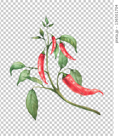Hot Chili pepper plant. Watercolor painting of red pods and green leaves on the branch. Botanical realistic Cultivated vegetables illustration for gardening, Asian seasoning Isolated from background 136501704