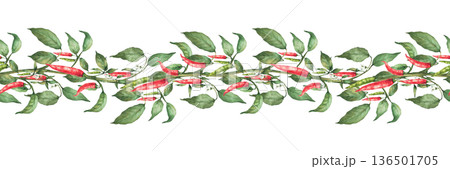 Watercolor Hot Chili pepper plant seamless border. Red, and green pepper pods with flowers and leaves on the stem. Hot spicy vegetables horizontal pattern on Isolated white background illustration 136501705