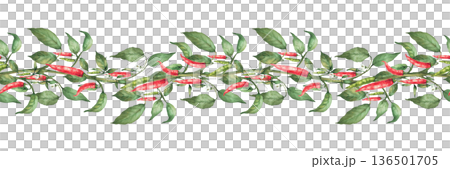 Watercolor Hot Chili pepper plant seamless border. Red, and green pepper pods with flowers and leaves on the stem. Hot spicy vegetables horizontal pattern on Isolated white background illustration 136501705