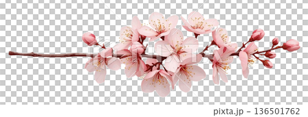 Cherry branch 136501762