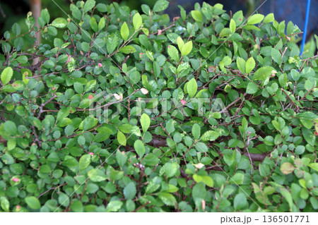 ニレゲヤキケヤキコブ病気 136501771