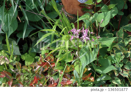 カッコウセンノウ 136501877