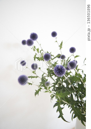 アザミの花のクローズアップ 136501896