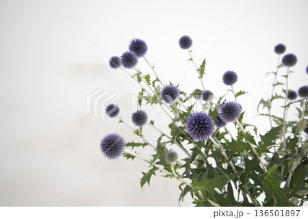 アザミの花 アザミの花 136501897