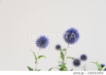 アザミの花のアップ アザミの花のアップ 136501956