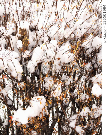 雪をかぶった雪柳 136501994