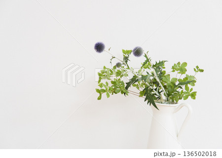 白背景と白い花瓶に入った観葉植物 白背景と白い花瓶に入った観葉植物 136502018