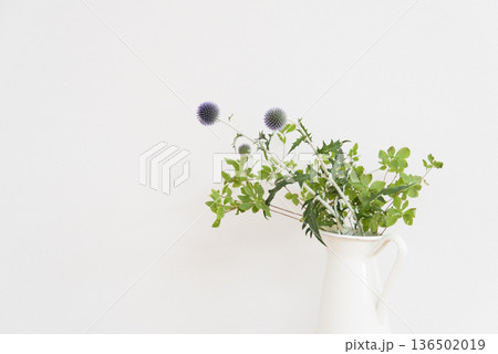 白背景に白い花瓶に入った植物 白背景に白い花瓶に入った植物 136502019