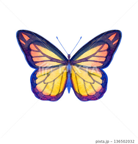 Hand-painted watercolor illustration of a beautiful butterfly with blue-purple wing borders and a bright yellow-orange center. This detailed insect sketch features a symmetric design, ideal for nature Hand-painted watercolor illustration of a beautiful butterfly with blue-purple wing borders and a bright yellow-orange center. This detailed insect sketch features a symmetric design, ideal for nature 136502032