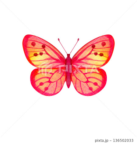 Vibrant watercolor illustration of a red and pink butterfly with yellow accents. This hand-painted insect features detailed wing patterns and a delicate silhouette, perfect for spring, nature, and Vibrant watercolor illustration of a red and pink butterfly with yellow accents. This hand-painted insect features detailed wing patterns and a delicate silhouette, perfect for spring, nature, and 136502033