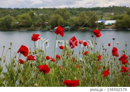 Blooming summer red poppies against a lake backdrop 136502579