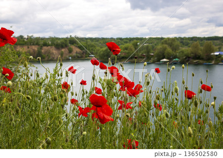 Blooming summer red poppies against a lake backdrop 136502580