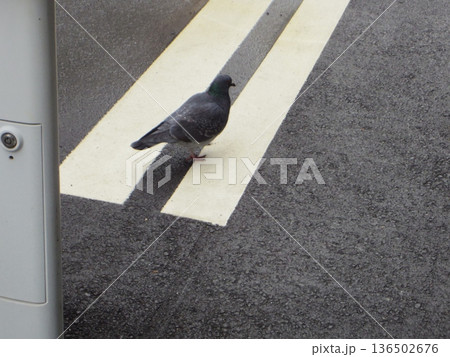 道路にいた鳩 道路にいた鳩 136502676