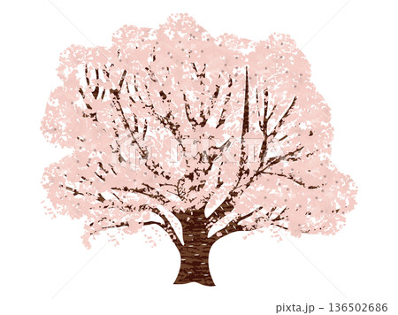 満開に咲いた桜の木 満開に咲いた桜の木 136502686