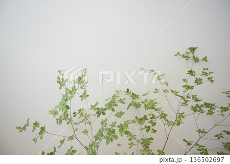 白背景 観葉植物のアップ 白背景 観葉植物のアップ 136502697