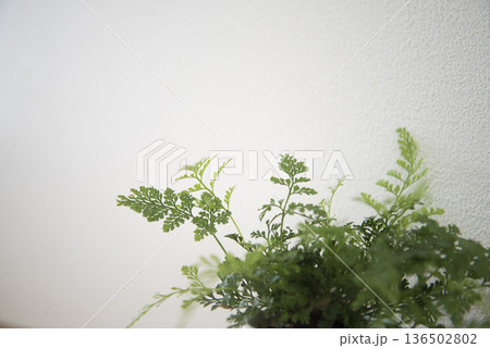 ナチュラルなインテリアグリーン 136502802