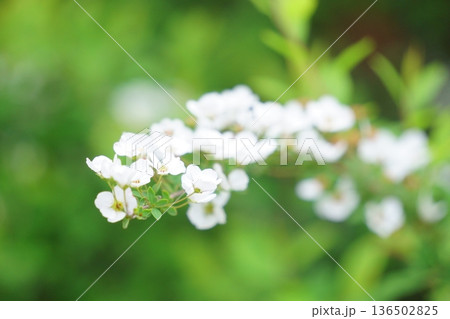 春の白い小花 雪柳の花 春の白い小花 雪柳の花 136502825
