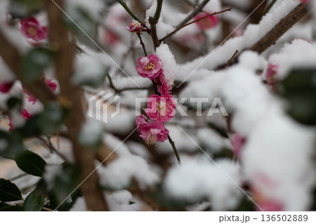 雪をまとった紅梅の花 冬の日本庭園イメージ 梅のクローズアップ 自然背景素材 136502889