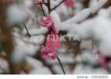 雪をまとった紅梅の花 冬の日本庭園イメージ 梅のクローズアップ 自然背景素材 雪をまとった紅梅の花 冬の日本庭園イメージ 梅のクローズアップ 自然背景素材 136502891